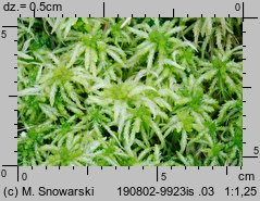 Sphagnum palustre (torfowiec błotny)