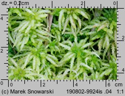 Sphagnum palustre (torfowiec błotny)