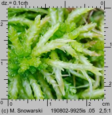 Sphagnum palustre (torfowiec błotny)