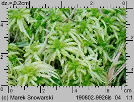 Sphagnum palustre (torfowiec błotny)