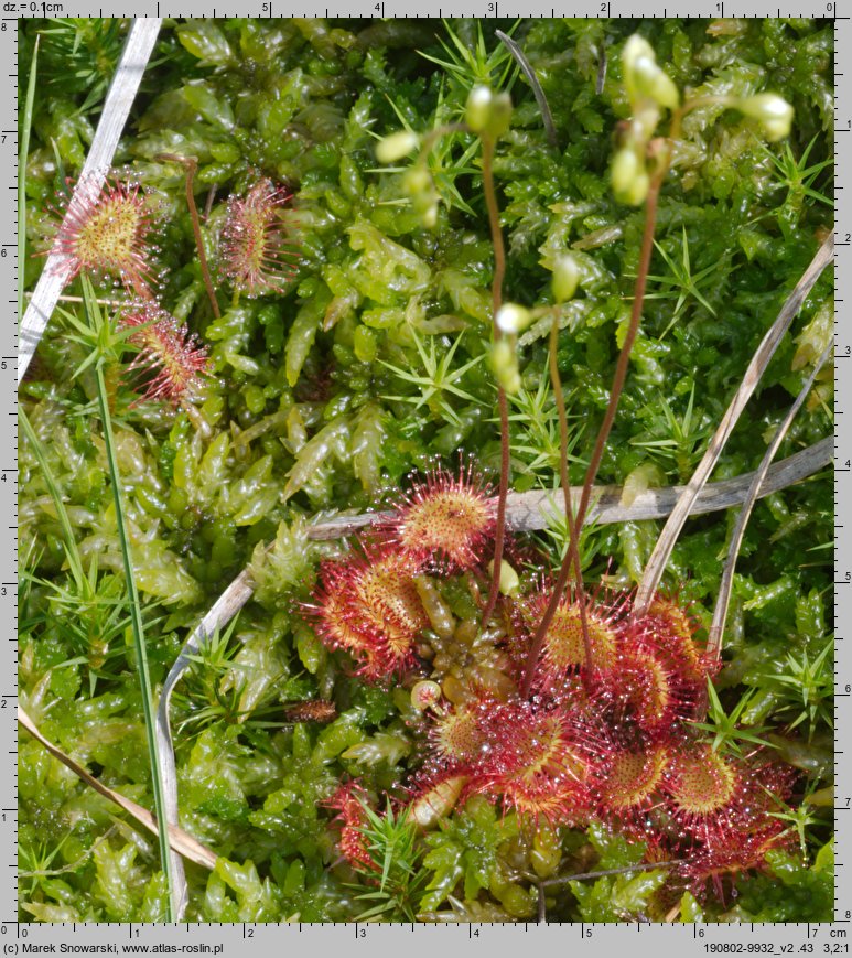 Drosera rotundifolia (rosiczka okrągłolistna)