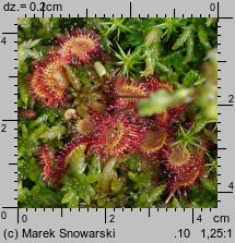 Drosera rotundifolia (rosiczka okrągłolistna)