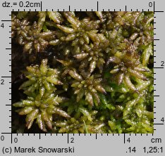 Sphagnum palustre (torfowiec błotny)