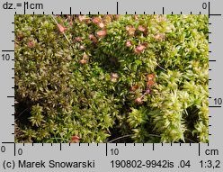 Sphagnum palustre (torfowiec błotny)