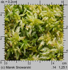 Sphagnum palustre (torfowiec błotny)