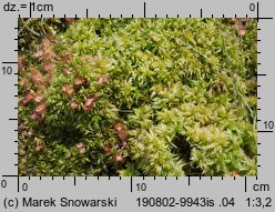 Sphagnum palustre (torfowiec błotny)