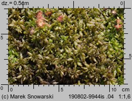 Sphagnum palustre (torfowiec błotny)