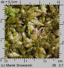 Sphagnum palustre (torfowiec błotny)