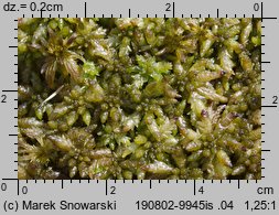 Sphagnum palustre (torfowiec błotny)