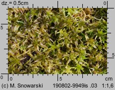 Sphagnum fallax (torfowiec kończysty)