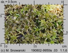 Sphagnum fallax (torfowiec kończysty)