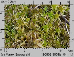 Sphagnum fallax (torfowiec kończysty)