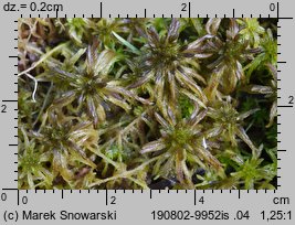 Sphagnum fallax (torfowiec kończysty)