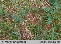 Sphagnum magellanicum (torfowiec magellański)