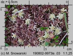 Sphagnum magellanicum (torfowiec magellański)