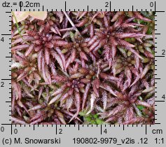 Sphagnum magellanicum (torfowiec magellański)