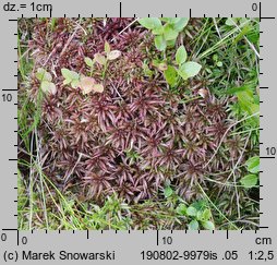 Sphagnum magellanicum (torfowiec magellański)