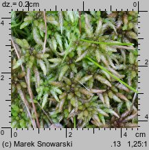 Sphagnum magellanicum (torfowiec magellański)