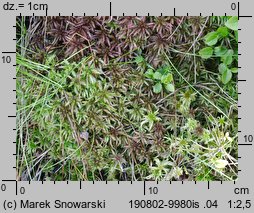 Sphagnum magellanicum (torfowiec magellański)