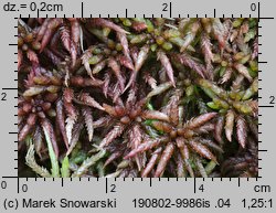 Sphagnum magellanicum (torfowiec magellański)