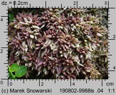 Sphagnum magellanicum (torfowiec magellański)