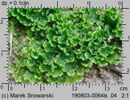 Blasia pusilla (otruszyn drobny)