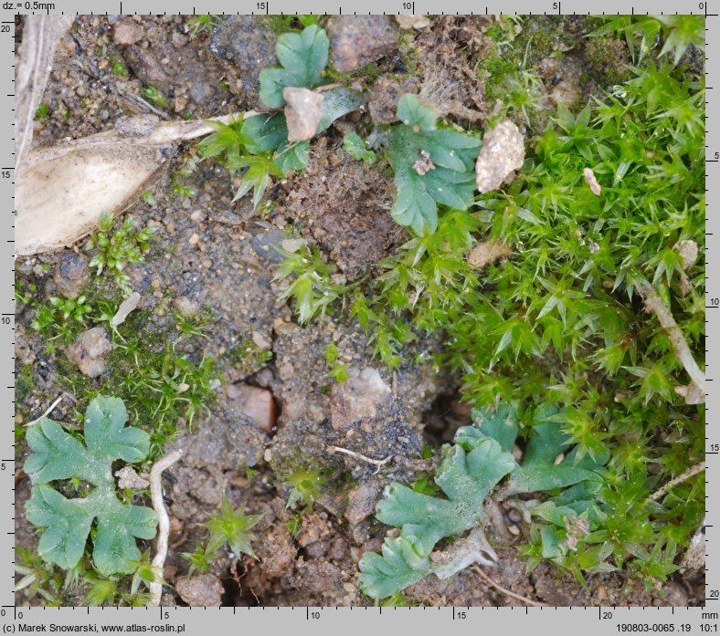 Riccia sorocarpa (wgłębka wąskopłatowa)