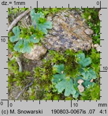 Riccia sorocarpa (wgłębka wąskopłatowa)