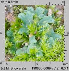 Riccia sorocarpa (wgłębka wąskopłatowa)