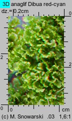 Blasia pusilla (otruszyn drobny)