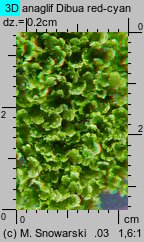 Blasia pusilla (otruszyn drobny)
