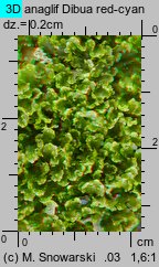 Blasia pusilla (otruszyn drobny)