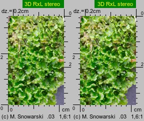Blasia pusilla (otruszyn drobny)