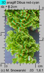 Blasia pusilla (otruszyn drobny)