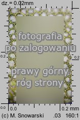 Plagiochila porelloides (skosatka parzochowata)