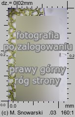 Plagiochila porelloides (skosatka parzochowata)