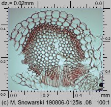 Sphagnum capillifolium (torfowiec ostrolistny)