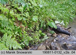 Rhizomnium punctatum (merzyk kropkowany)