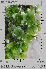 Rhizomnium punctatum (merzyk kropkowany)