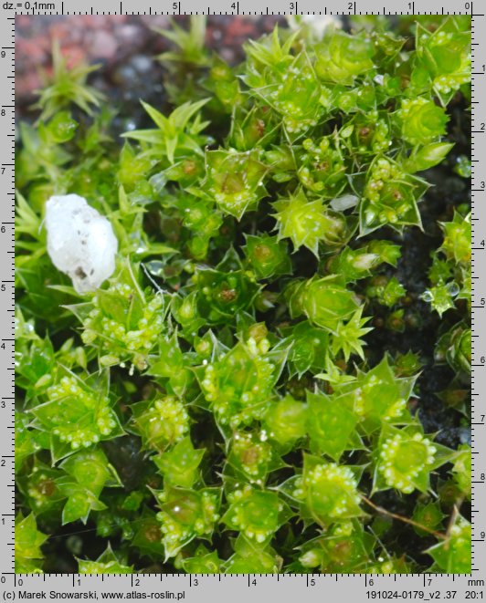 Bryum bicolor (prątnik dwubarwny)