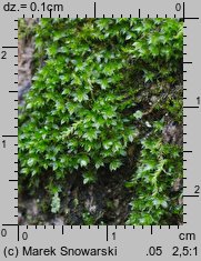 Rosulabryum laevifilum (rozetnik rozmnóżkowy)