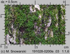 Rosulabryum laevifilum (rozetnik rozmnóżkowy)