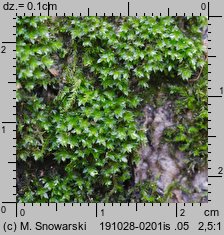 Rosulabryum laevifilum (rozetnik rozmnóżkowy)