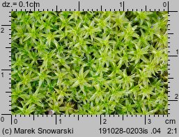 Syntrichia ruralis (pędzliczek wiejski)