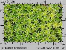 Syntrichia ruralis (pędzliczek wiejski)