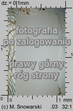 Pellia endiviifolia (pleszanka kędzierzawa)