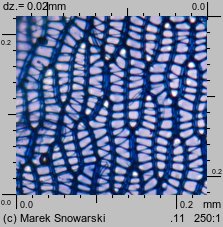 Sphagnum fallax (torfowiec kończysty)