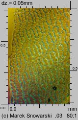 Sphagnum capillifolium (torfowiec ostrolistny)