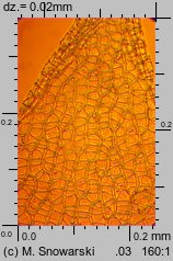 Sphagnum capillifolium (torfowiec ostrolistny)