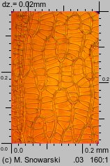 Sphagnum capillifolium (torfowiec ostrolistny)